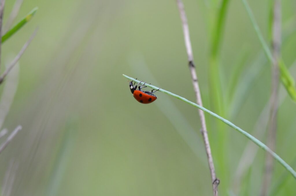 Insect Repellants