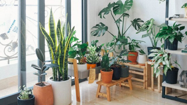 9 Best Indoor Plants to Purify the Air in your house!