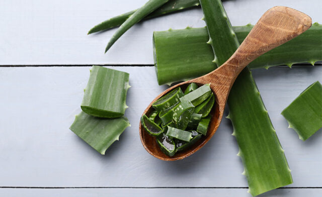Exactly How to Use Aloe Vera for Stretch Marks? 6 Easy Ways!