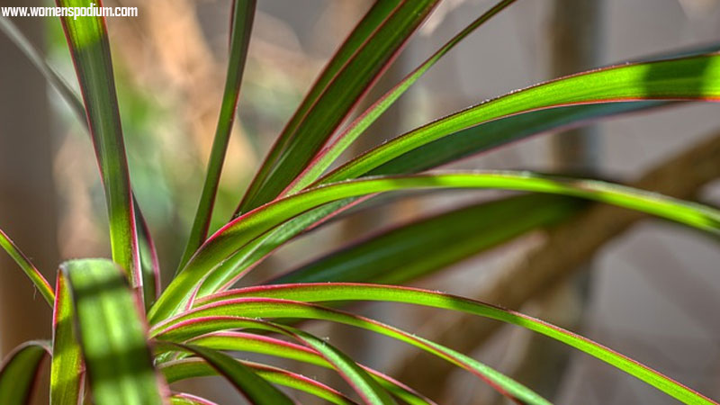 Dracaena - best indoor plants