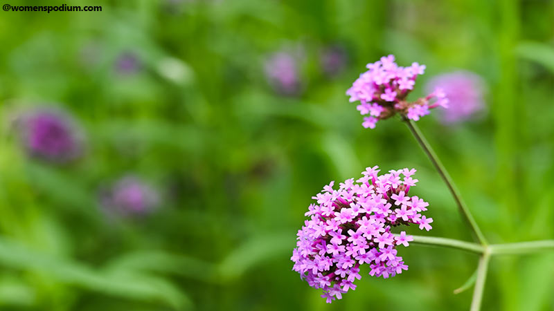 Uses of Herbs