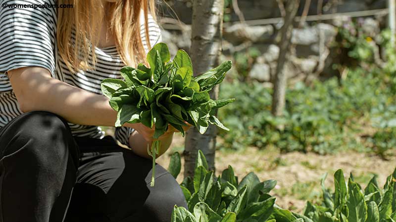 Plantation of Herbs