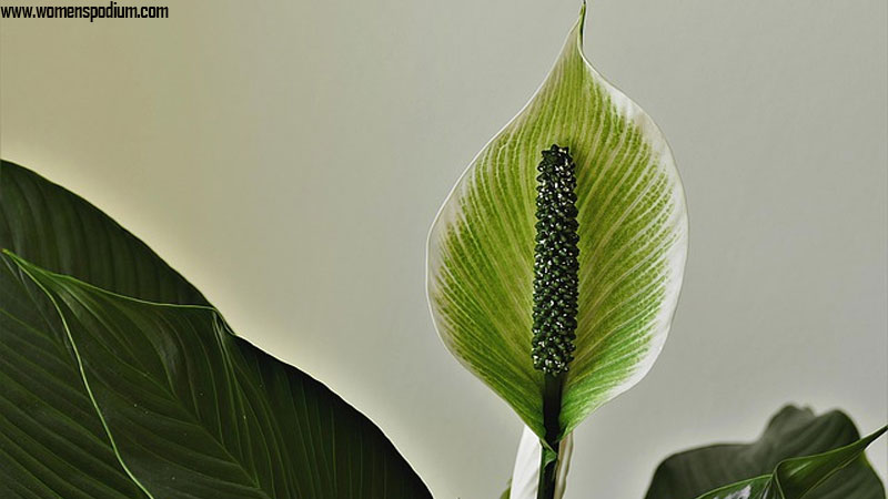 Peace lilies - best indoor plants