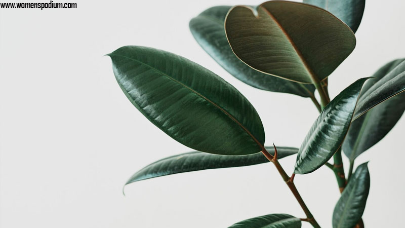 Rubber plant - best indoor plants