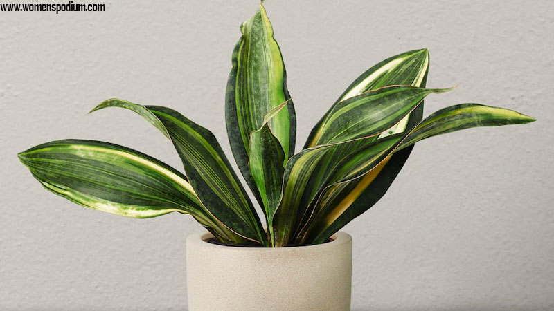 snake plant