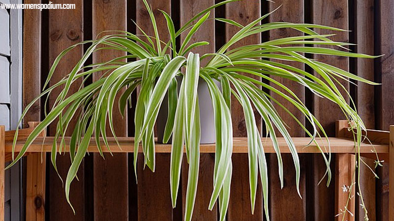 Spider plant